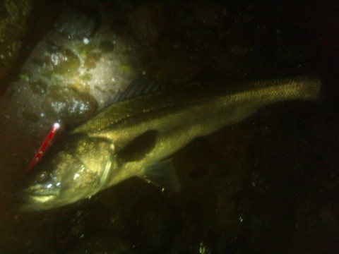 rnwx3udfb5e89pr3p3vv_480_480-8847b981.jpg