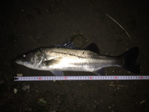 ronb26jj6g347j7yggvo_920_690-5426ef87.jpg