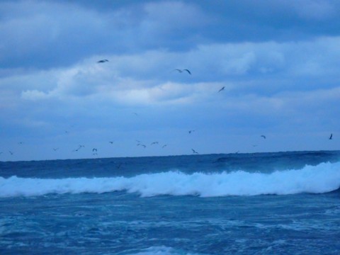 ror6h4987b85dxzm7agy_480_480-b040b0f8.jpg