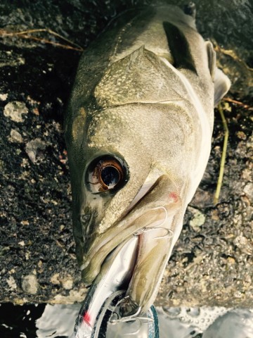 roz73ypvz8b82t8m2fjz_690_920-01295b64.jpg