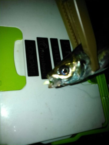 rpjcgbpaysf6vmkxafxz_480_480-4b0812a8.jpg