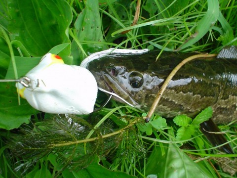 rppck6hzd4svreec2hja_480_480-44f4ff94.jpg