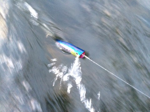 rr7kmfo2rrxx7v2rc5nm_480_480-9063ab31.jpg