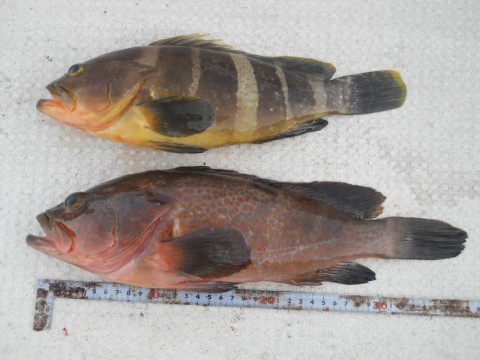 rr93r3gms3oxyuktcozk_480_480-e031e819.jpg