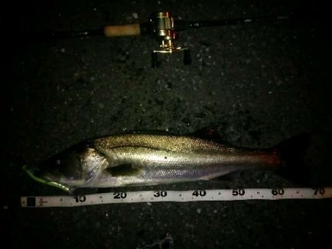 rrbagoy8ybsnozodfwbt_480_480-176a05b4.jpg