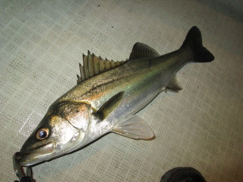 rrhnravuv5nkb6bb8hat_480_480-846f9c93.jpg