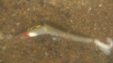 rroicaiw4fpxoywyr76m_480_480-71487c90.jpg