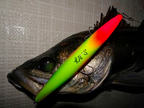 rrupjopjr79797d63ipy_480_480-4767b7e1.jpg