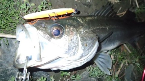rs884sepuaekrp443id6_480_270-93575d77.jpg