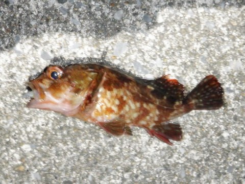 rsbpisvhywjhyxnfak9v_480_480-bbc26326.jpg