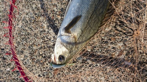 rscatuxwbio9e4uthdrm_920_518-3231b2b1.jpg