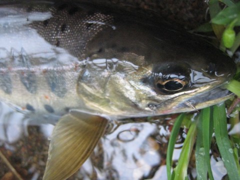 rsyi2miaji37ubsw67g4_480_480-3a99d776.jpg