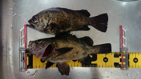rvagettjyj6939rktari_480_480-952fde55.jpg