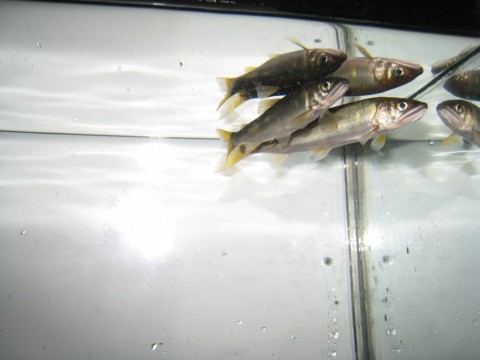rve3np342koygw7rpzgm_480_480-dc8160ed.jpg