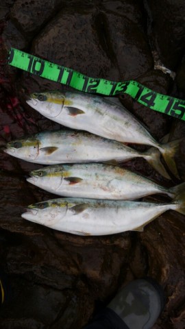 rwp725gt7ych4g3kjubw_518_920-81472cd6.jpg