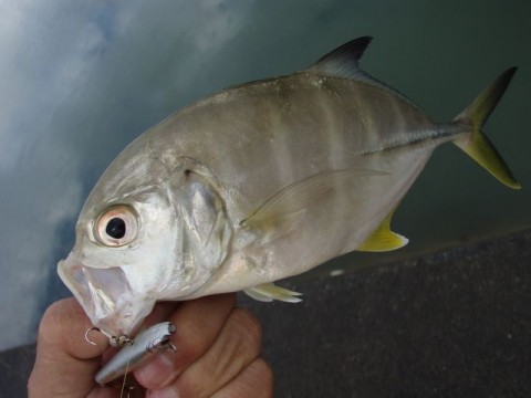 rwzwoyip7ms6obb38wbo_480_480-7ec42710.jpg