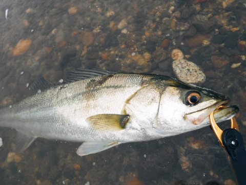 rxx4hz9vjfs66c735d8n_480_360-693a7223.jpg