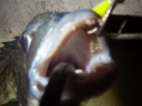 rynkstr79hnnibtvwmd7_480_480-c0e424f4.jpg