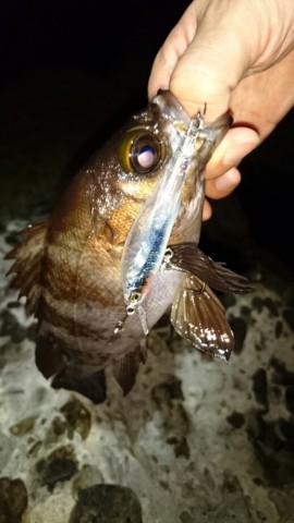 ryo9fcatcfpf8csmhuru_518_920-5e9d8aa3.jpg