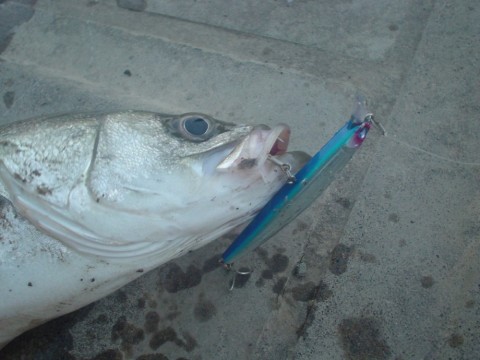ryy32v4ju45mup46u7rz_480_480-cb63b361.jpg