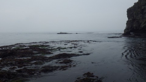 rz3rnwjnow6e5e2j668x_480_480-e3395df4.jpg