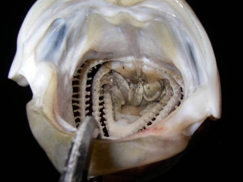 rzyb7pjbs7ftmzj7732t_480_480-61527886.jpg