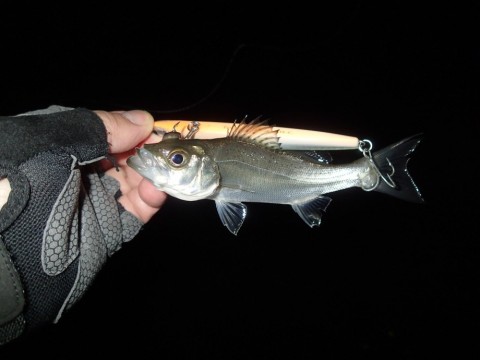 s26vxu5ywx9nrwku78bf_480_480-40b8c1f3.jpg
