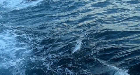 s2dyu2s876kifp9gt6vi_480_480-c7218b27.jpg