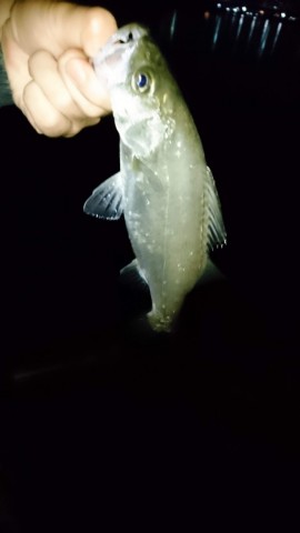 s3d7exux6anixsfxzvjk_480_480-7f4524af.jpg
