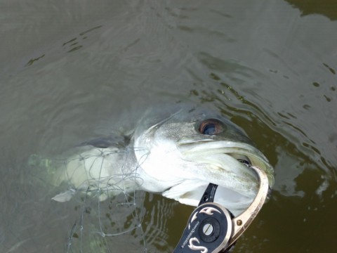 s3pbrdvkpr9z4tp53o5u_480_480-51ea858c.jpg