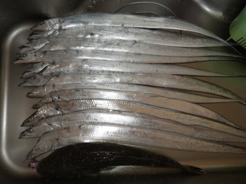 s3ua2kyhyprewjrkpz59_480_480-acbe9475.jpg
