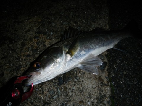 s4brzoecyetd5fv8dwjm_480_480-3f095723.jpg