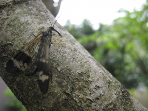 s4gaffu78kznciscjm6x_480_480-7e431b17.jpg