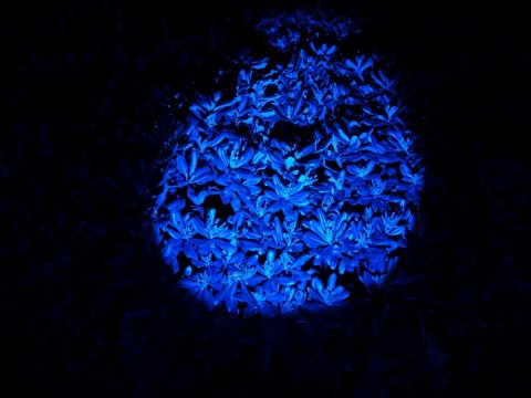 s56yzecozrup9ji88f8m_480_480-a6283a82.jpg