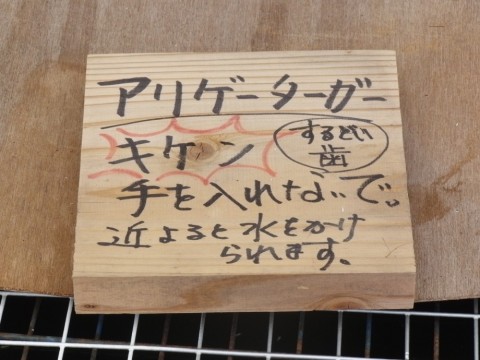 s5d6xmeigmn7d6krdc2m_480_480-321bf3bd.jpg