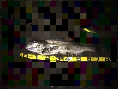 s5tibgz4rjbudr5sn7ig_480_480-c0ca18c2.jpg