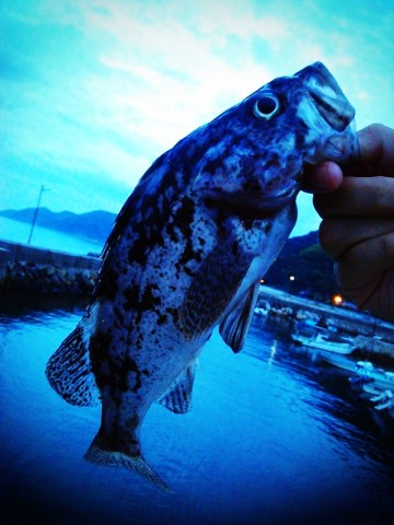 s5tzk6tv86pd6rm35bit_480_480-cb9c3c66.jpg
