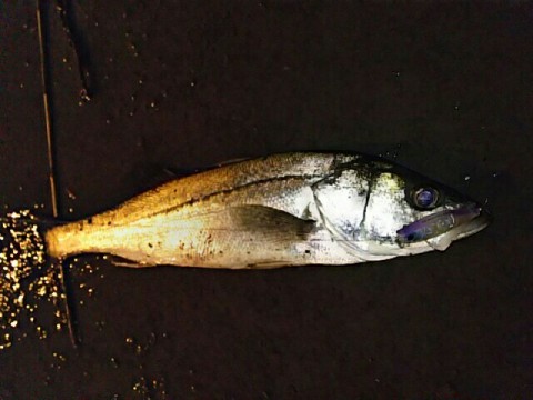 s5ut7ok62apzggjppvvr_640_480-0fa186df.jpg