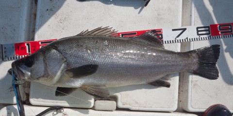 s66a28denep6sfg3tb27_480_480-ad068008.jpg