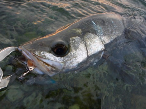 s7h5ov3xtiedsab5k9v3_480_480-8224964e.jpg