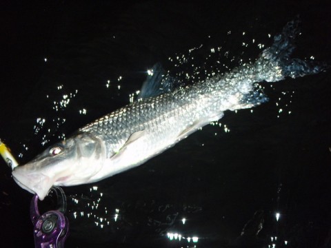 s7ibsdrd8wszamepo4gn_480_480-67a37fad.jpg