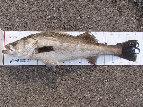 s7m9mfhpj8c4ynufcaw9_480_480-f0e68259.jpg