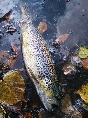 s7pouwr49mnzcvbfkpu2_480_640-05612277.jpg