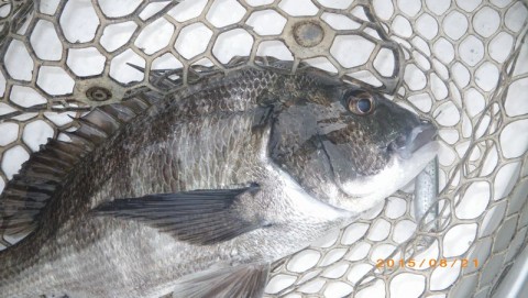 s7zh7faava5jkbgtbprw_480_480-069c2cf4.jpg