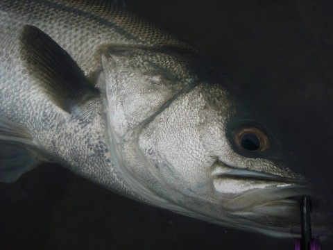 s8sktpevs89owvww4zmw_480_480-d3d74778.jpg