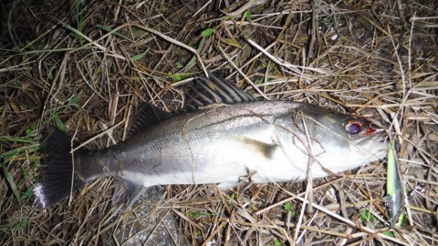 sa22gkcj5pfisk2h2jaw_480_480-7c1c7849.jpg