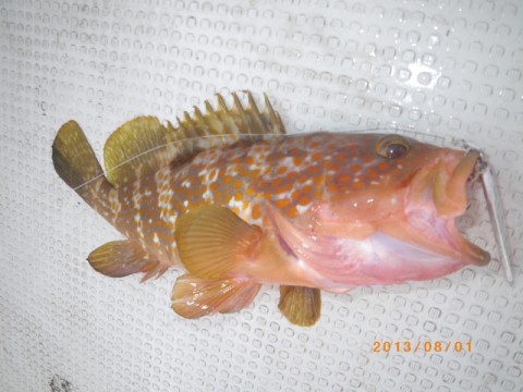 sa77e8ogimhxb8gx289j_480_480-e0ea8106.jpg