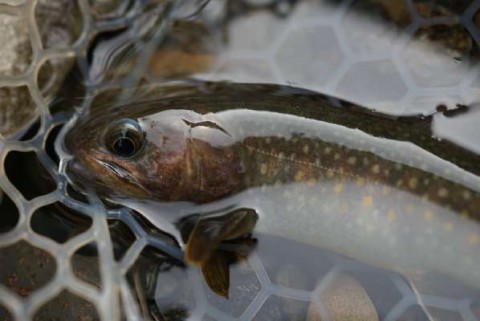saaniucwr6b7xua7uain_480_480-e8f2aac0.jpg