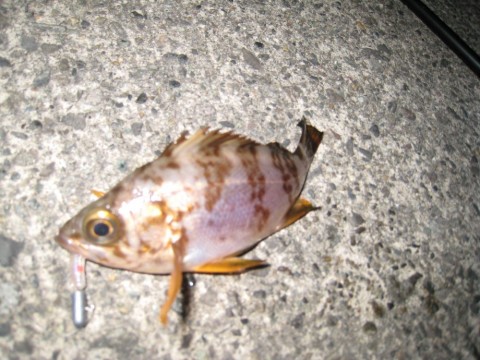 sb7dhwhw39afbebccx39_480_480-c67c1409.jpg