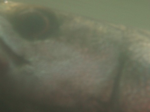 sbr4xea9jobt5ssymwzb_480_480-d753934e.jpg